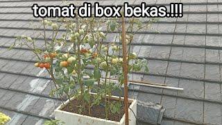 cara mudah menanam tomat di box bekas.agar berbuah lebat..#tomat #tomato #garden