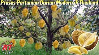 Modern Agriculture Asia Durian Agriculture and Harvesting | cultivation technology processing