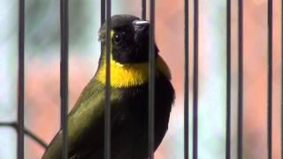 Cuban melodious finch