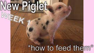 First Week With A Mini Pig - How To Feed Your Piglet