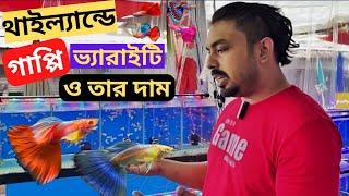 গাপ্পি মাছের সবথেকে বড় বাজার। Largest Guppy fish Market.