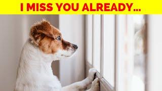 Do Dogs Really Miss Us When We're Gone? (Signs Your Dog is HEARTBROKEN When You Leave!)