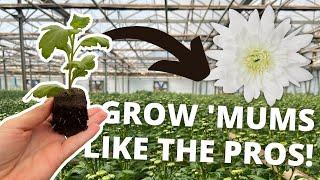 Cut Flower Growing || How To Grow Commercial Chrysanthemums