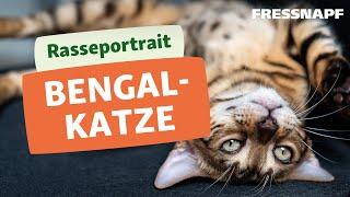 Rasseportrait: Bengalkatze