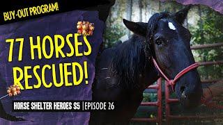 Horse Shelter Heroes S5E26 - 77 Horses Rescued!