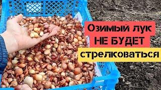 Озимый лук / Как посадить, чтобы лук весной не стрелковался / Огород дяди Вовы