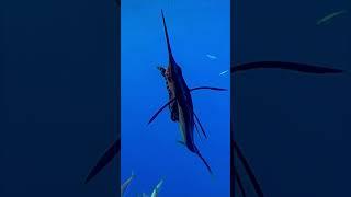 The Sailfish: The World's Fastest Swimmer