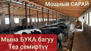 Ушундай жем берсе ТЕЗ семирет турбайбы БУКА БАГУУ СЫРЛАРЫ