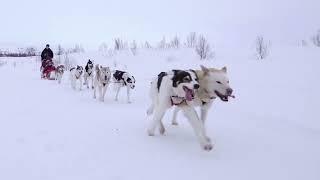 Amazing Dog Sledding Tours In Tromso, Norway 