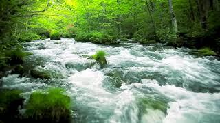 Green Stream Flowing in Aomori Forest. Nature Sounds, Forest River Sound, White Noise for Sleeping.