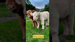 Mini Cow #dji #djidrone #nature #tractor #mango #agriculture #viral #vlog #cow #lokeshagrohub