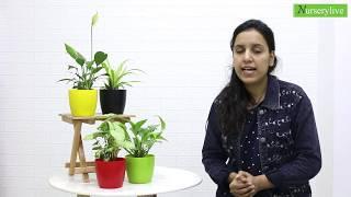 House Plants - Top 4 Air Purifier Plants for India | nurserylive