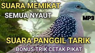 SUARA PANGGIL PANCINGAN TEKUKUR GACOR LOKAL ALAM SEMUA TARIK NYAUT