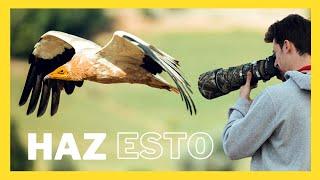  FOTOGRAFÍA DE AVES EN VUELO en 2022 