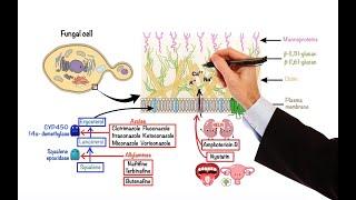 Pharmacology – ANTIFUNGAL DRUGS (MADE EASY)