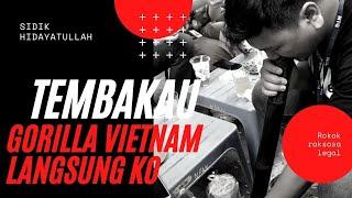 Cobain Rokok Raksasa Vietnam   langsung KO!!! Tembakau Gorilla Vietnam