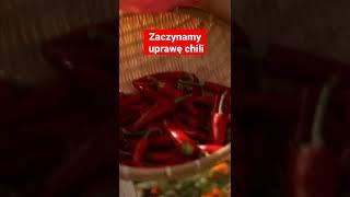 Zaczynamy uprawę chili - czas na wysiew nasion