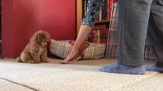 Training 9 weeks old toy poodle