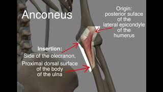 Anconeus - Origin & Insertion