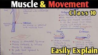 Muscle And Movement | Insertion | Flexor | Class 10 Biology