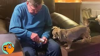 Chihuahua Was Scared of Everyone but Grandpa Change His Mind | Cuddle Buddies