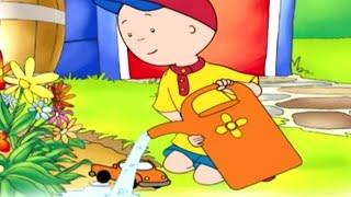 Caillou Türkçe HD | Bahçıvan Caillou | kayu cizgi filmi | Caillou Turkish | Yeni