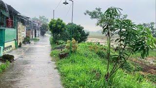 Heavy rain in the village of beautiful rice field || Indonesian rural atmosphere