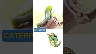 POKEMON are based on these ANIMALS #caterpie #metapod #butterfree