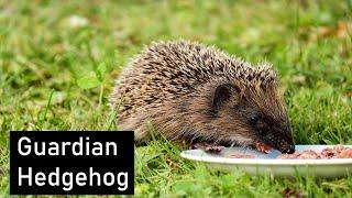 All info about pet Hedgehog