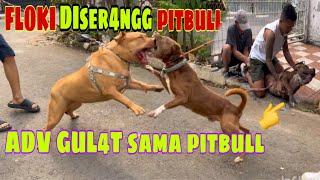 KING FLOKI DISER4NGg ANJING PITBULL DI BEKASI ‼️ ADv GvLAT SAMA PITBULL GALAK