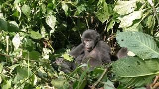 Bwindi Impenetrable Forest, Uganda - Mountain Gorilla Habituation Experience 2018 Jan. 23