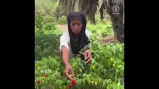 Green jobs as a way of fighting climate change in Mauritania