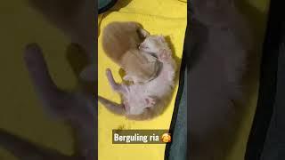 Berguling ria" #kitten #kitty #hewan #catslover #kucinglucu #cutecat