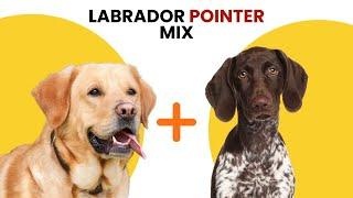 Labrador Pointer Mix AKA Lab Pointer