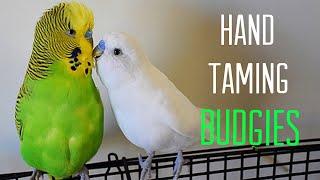 HOW TO - HAND TAME A BUDGIE/PARAKEET