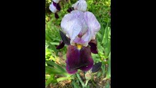 Bearded Iris Plant Profile