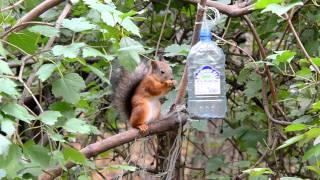 Squirrel in park. Nikon D7000.