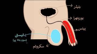 Male reproductive system humans | How do organisms reproduce | Biology | Khan Academy Urdu