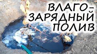 Почему важен ПОЛИВ ПОД ЗИМУ? И сколько нужно лить воды?