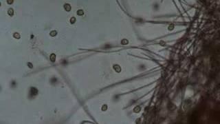 Морские простейшие и цианобактерии
