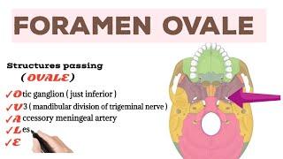 Structures passing through Foramen Ovale
