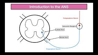Intro to the Autonomic Nervous System