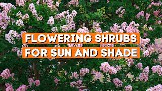 Top 7 Excellent Flowering Shrubs for Sun and Shade to Beautify Your Yard