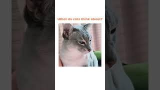 What do cats really think about? (if anything at all)