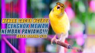 SUARA BURUNG |111| Kenari GACOR PANJANG INI Cocok untuk Masteran KENARI PAUD dan Kenari Macet BUNYI