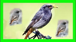 Black Redstart Bird Song, Call, Chirp, Voice - Colirrojo Tizón Canto - Phoenicurus Ochruros