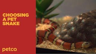 How to Choose a Pet Snake (Petco)