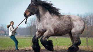 The biggest Horses in the World |Mazar Plus
