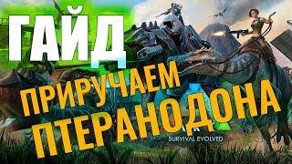 ПРИРУЧАЕМ ПТЕРАНОДОНА #ГАЙД ДЛЯ НОВИЧКОВ! Ark: Survival Evolved #5