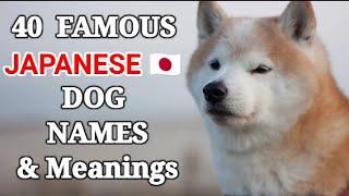 40 Famous Japanese Dogs Names and Meanings| Japanese Dog Names for Female and Male Dogs